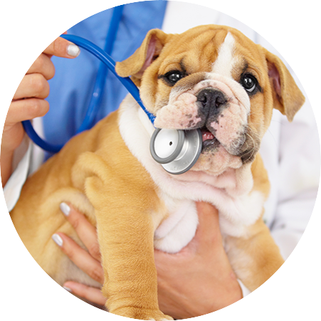Abbotsford Valley Emergency Clinic - 24 Hour Animal Hospital