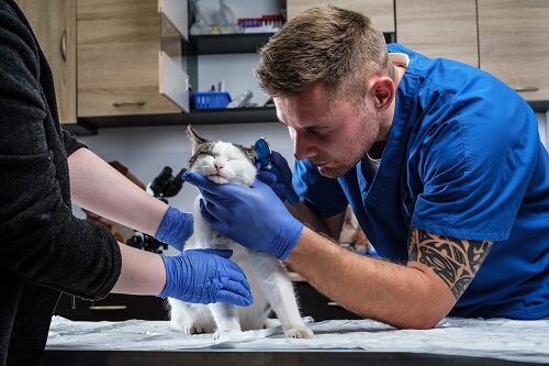 Our Emergency Vet Services in Chilliwack include