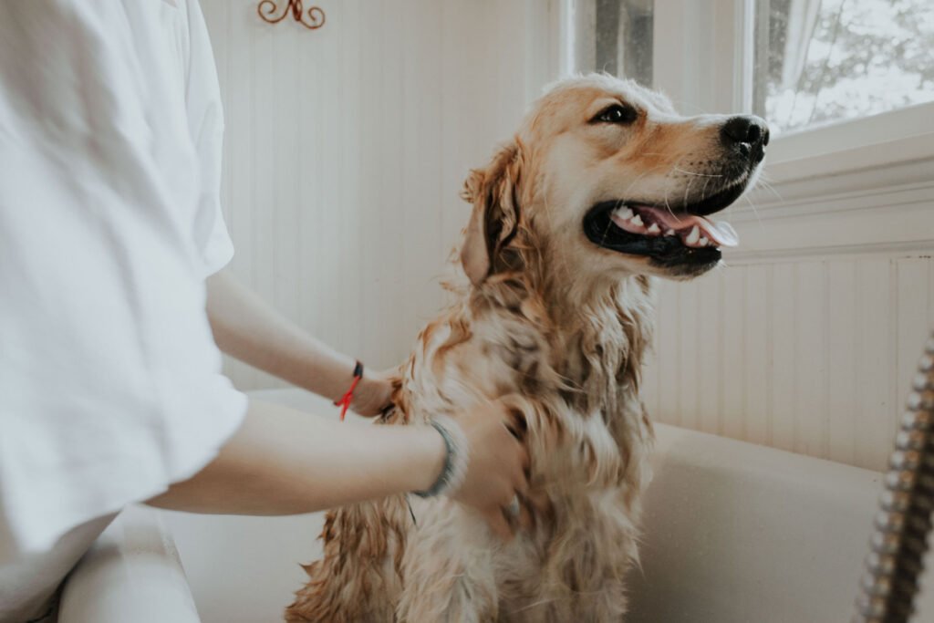 Could Your Pet Have Addison’s Disease? Recognizing the Early Signs