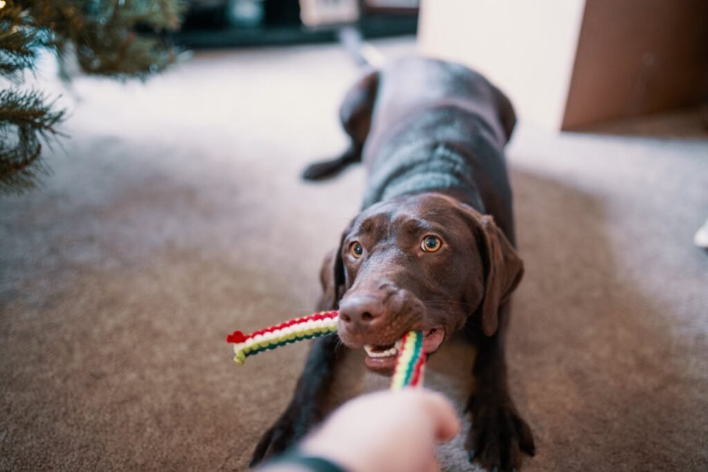 How to Choose Right Toys for your Pet’s Mental Stimulation