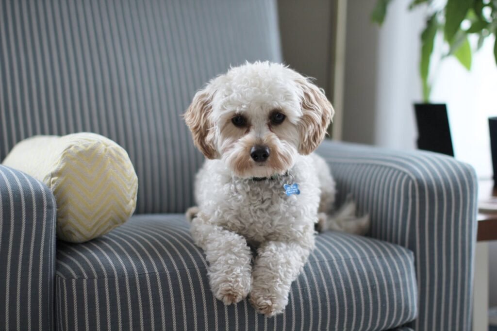 10 Ways to Pet-Proof Your Home