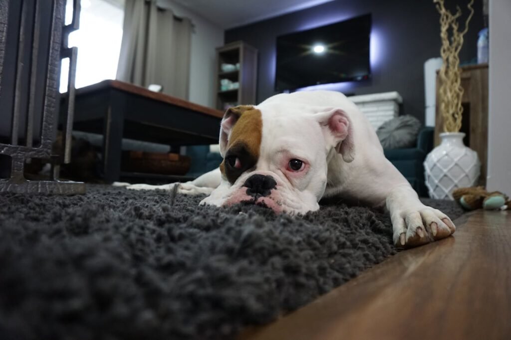 The Hidden Dangers of Essential Oils for Cats and Dogs